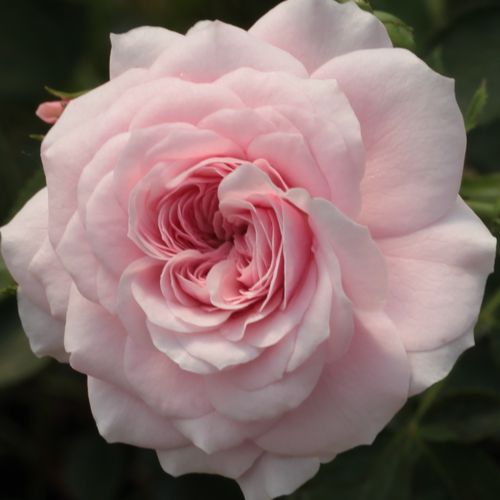Vendita, rose rose tappezzanti - rosa - bianco - Rosa Zemplén - rosa non profumata - Márk Gergely - ,-